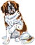 Saint bernard dog