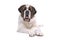 Saint Bernard dog