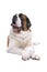 Saint Bernard dog