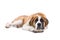 Saint Bernard dog