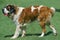 SAINT BERNARD DOG, ADULT WALKING ON GRASS