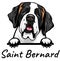 Saint Bernard dog isolated on a white background