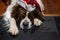 Saint Bernard dog laying on kitchen floor with Santa hat on head and grumpy look on face