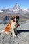 Saint Bernard dog on Matterhorn mountain