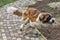 Saint bernard dog running closeup