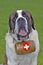 Saint Bernard Dog sitting in meadow looking up, closeup.