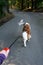 Saint Bernard dog walking on a leash in a forested park on a sunny day, walking up road