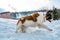 Saint Bernard dog in winter jumping