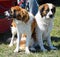 Saint Bernard dogs