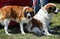 Saint Bernard dogs