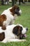 Saint Bernard dogs