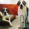 Saint Bernard dogs at breeding kennel in Martigny Switzerland