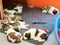 Saint Bernard puppies sleeping in breeding kennel Martigny Switzerland
