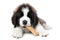 Saint Bernard Puppy Enjoying a Treat