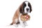 A Saint Bernard puppy with rescue barrel