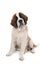 Saint Bernard Puppy Sitting Down With Head Tilted