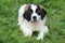 Saint Bernard Puppy With Sweet Expression