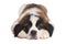 Saint Bernard Puppy With Sweet Expression