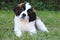 Saint Bernard Puppy With Sweet Expression