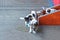 Saint Bernard small puppies playing in breeding kennel at Martigny