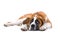 Saint Bernhard dog