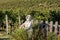 Saint Emilion, France - September 8, 2018: Statue of a boy holding a basket with grapes on the background of vineyards in the Sain