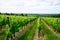 Saint emilion french vineyards landscape on the vines near Bordeaux in France Europe