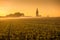 Saint Emilion Sunrise, Bordeaux Vineyard, France