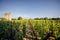 Saint Emilion vineyards in France