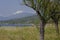 Saint-Florent, landscape with tamarisk tree (Tamarix), Salt cedar in Corsica, France, Europe