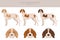 Saint German Pointer clipart. All coat colors set.  All dog breeds characteristics infographic