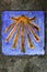 Saint James way shell on ceramic tile