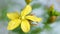 Saint john\'s wort, or simply st john\'s wort, is a flowering plant. Medicinal plant st john\'s wort grows on meadow