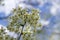 Saint Lucie Cherry Prunus mahaleb tree in bloom