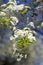 Saint Lucie Cherry Prunus mahaleb tree in bloom