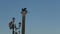 Saint Mark square winged lion statue