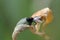 Saint Marks fly in close up on dried daffodil flower