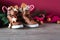Saint Nicholas Day or Nikolaus. Children shoes filled with traditional sweets