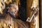 Saint Peter, statue on the main altar in the Church of the Three Kings in Komin, Croatia