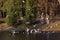 Saint-petersburg, Russia - 4 April 2020: An elderly women at the pond feeding ducks on a Sunny autumn day