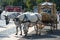 Saint-Petersburg, Russia-August 28, 2021: a closeup photo of white horses harnessed to a carriage on the palace square.