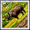 Saint Petersburg, Russia - March 06, 2020: Postage stamp issued in the Guinea with the image of the Black Rhinoceros, Diceros