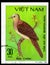 Saint Petersburg, Russia - May 31, 2020: Postage stamp issued in the Vietnam with the image of the Barred Cuckoo-dove, Macropygia