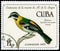 Saint Petersburg, Russia - November 12, 2020: Postage stamp issued in the Cuba with the image of the Cuban Western Spindalis,