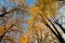 Saint Petersburg, Russia - Trees in Peter and Paul Fortress, October, Golden autumn