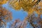 Saint Petersburg, Russia - Trees in Peter and Paul Fortress, October, Golden autumn