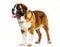 Saint St. Bernard dog - Canis lupus familiaris - a very large breed of domestic animal from the Western Alps in Italy and