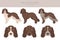 Saint Usuge Spaniel clipart. All coat colors set.  All dog breeds characteristics infographic