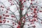 Saint Valentine day decorated by red balls outdoor bare branches tree in park