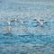 Saintes Maries de la Mer in the Camargue, a region in the south of France rich in water and grasslands, famous for white horses,